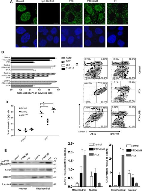 Role Of Atf In Ptx Induced Apoptosis In Various Tumor Cell Lines A