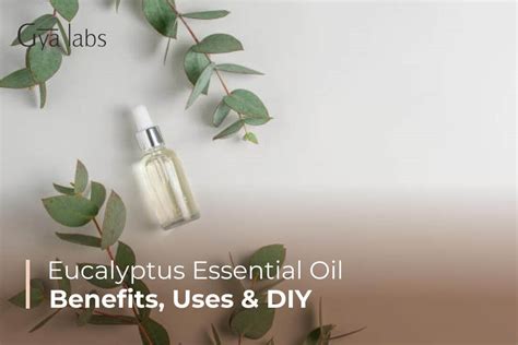 The Many Benefits Of Eucalyptus Essential Oil A Complete Guide