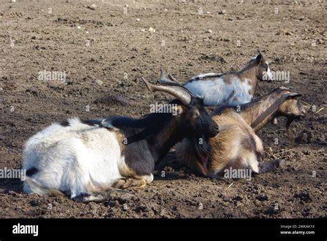 Kiko Goat Capra Aegagrus Hircus Stock Photo Alamy