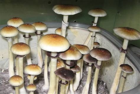 All About Psilocybe Cubensis Distribution Morphology And Common