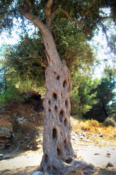 Ancient Greek Olive Tree Beautiful Pinterest