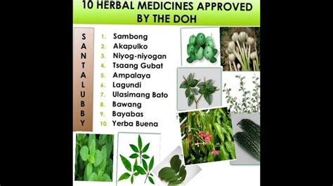 10 Herbal Medicine Approved By DOH In The Philippines YouTube