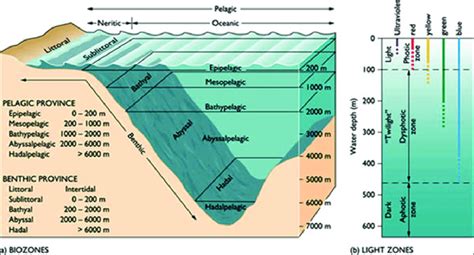 3: Zonation of the marine ecosystem | Download Scientific Diagram