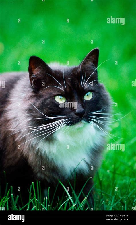 Norwegian Forest Cat, black-smoke-white Stock Photo - Alamy