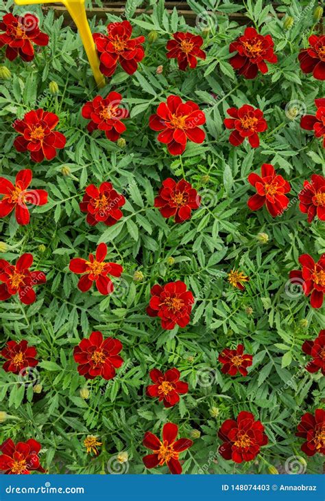 Pl Ntulas Da Flor Em Uns Potenci Metros No Mercado Dos Fazendeiros