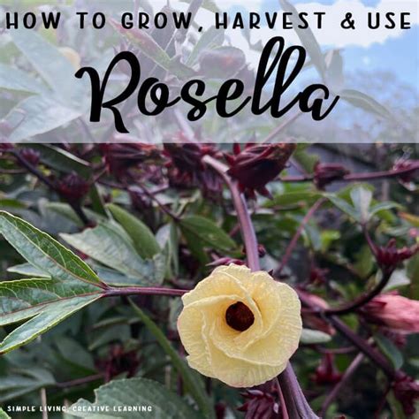 How To Grow Harvest And Use Rosella Hibiscus Dried Hibiscus