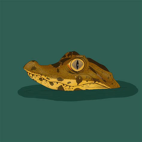 Brazilian endangered animals on Behance