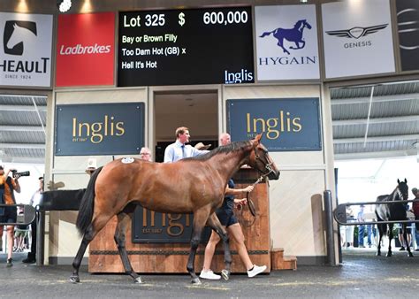 Moses Emotional Time With Record Breaking Too Darn Hot Filly ANZ Bloodstock News