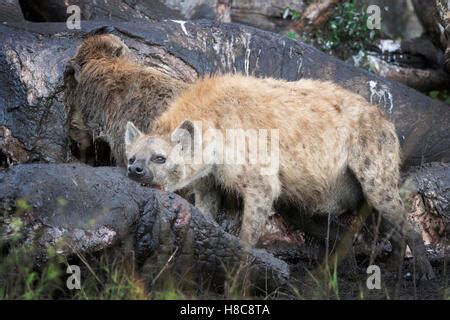 TWO HYENAS EATING AN ELEPHANT KILL IN ETOSHA PARK NAMIBIA Stock Photo ...