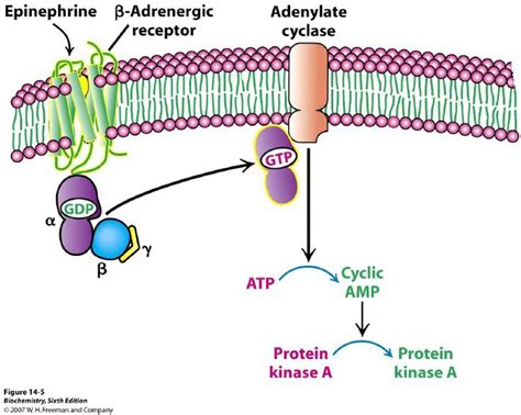 Tj G Proteincoupled Receptors Gpcrs Also Known As Seven