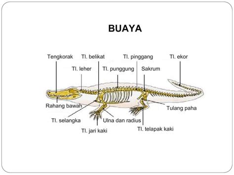 Rangka Hewan Vertebrata 53 Koleksi Gambar