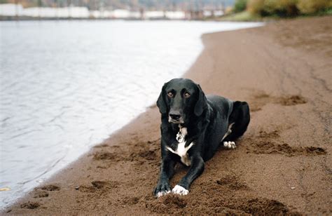 Lab Pointer Mixed Dog Breed Pictures, Characteristics, & Facts