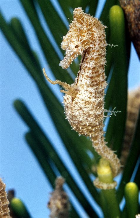 Seahorse Giving Birth