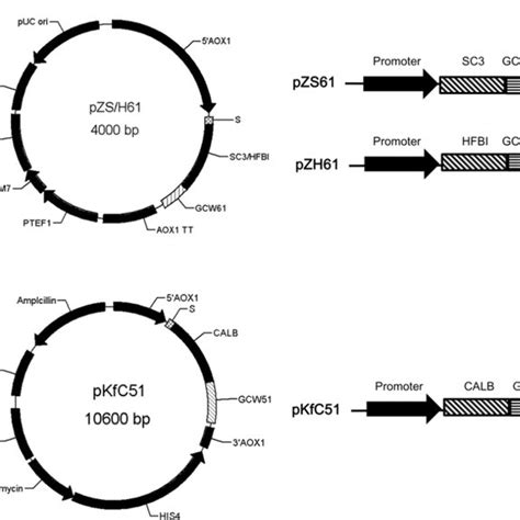 Schematic Diagram Of Plasmid Construction And Outline Of The Vector