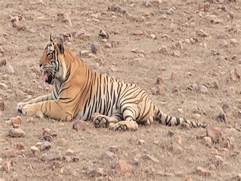 Tourists Got To See Two Tigers And One Tigress In Zone Number Ten