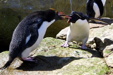 Rockhopper Penguin – "OCEAN TREASURES" Memorial Library