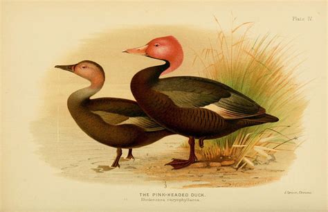 Extinct Species Pink Head Duck