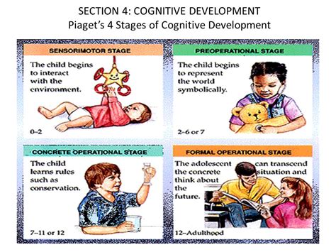 Four Stages Of Piaget S Cognitive Development Theory Ppgbbe Intranet