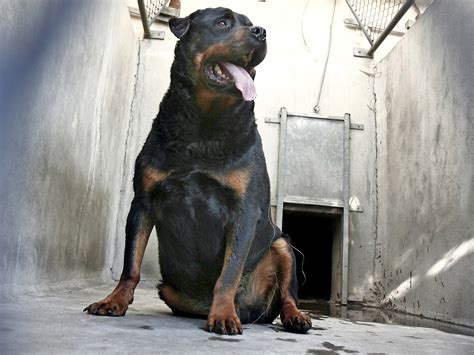 Rottweiler attack: Toddler seriously hurt in Rotherham | The