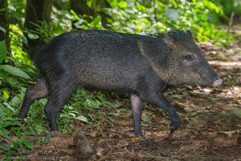 Collared Peccary Tayassu Tajacu Costa Rica Alex Hyde