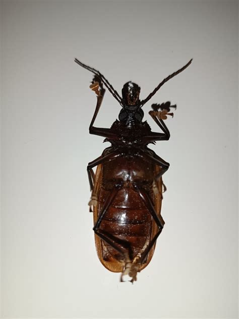 Macrodontia flavipennis from Centro Ampére PR 85640 000 Brasil on