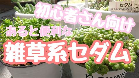 【多肉植物セダム】初心者さん向け寄せ植えに使える雑草系セダムまとめ Youtube