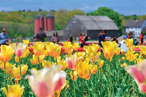 5 Places To Pick Your Own Flowers In Rhode Island Rhode Island Monthly