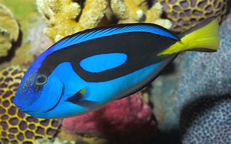 Blue Tang, Paracanthurus hepatus