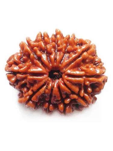 Original 11 Mukhi Nepali Rudraksha Bead With Lab Certificate At Rs 4100