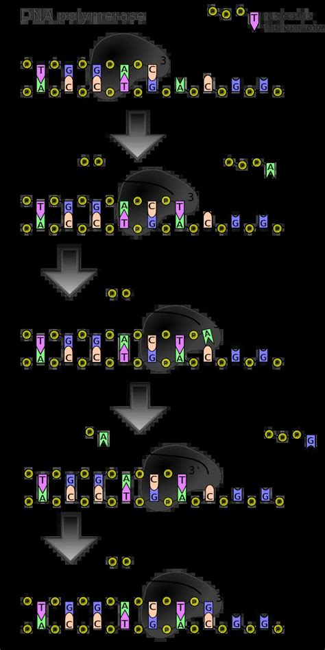 DNA Polymerase: Structure, Types, and Functions • Microbe Online