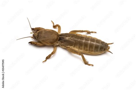 Grillo Topo O Alacr N Cebollero Gryllotalpa Mole Cricket Stock Photo