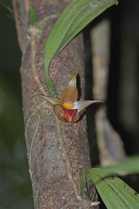 Bulbophyllum Translucidum Orchidaceae Image At Phytoimages Siu Edu