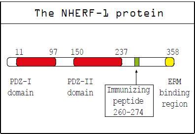 Na H Exchanger Regulatory Factor Nherf A Pdz Domain Containing