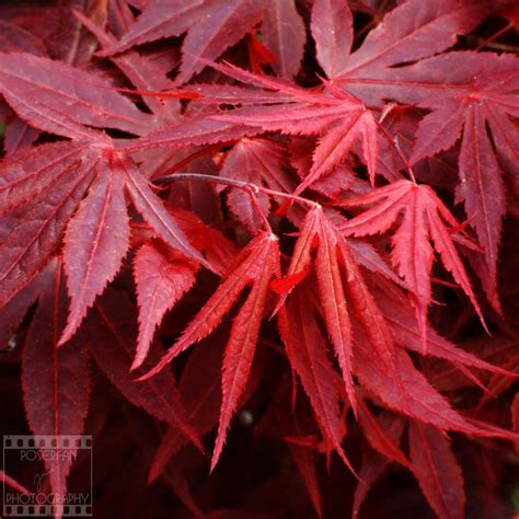 Day 149 Maple Stars By Poserfan Pholio On Deviantart