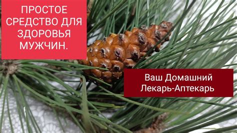 НАСТОЙКА СОСНОВЫХ ШИШЕК ДЛЯ ЗДОРОВЬЯ МУЖЧИН. - YouTube