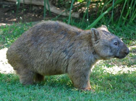 Animals World Different Animals Of Wombat Picture Gallery