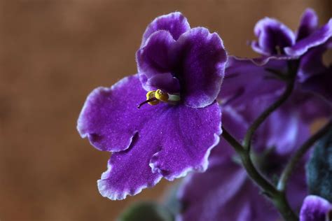 7 Reasons You Need an African Violet Houseplant NOW!