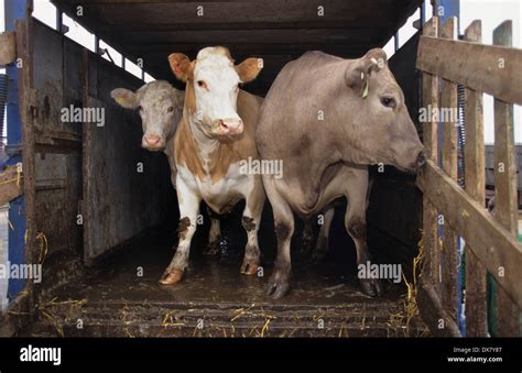 Banbury Stockyard Cattle Market Oxfordshire Hi Res Stock Photography