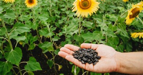 How To Plant And Grow Sunflower Seeds At Home Embracegardening