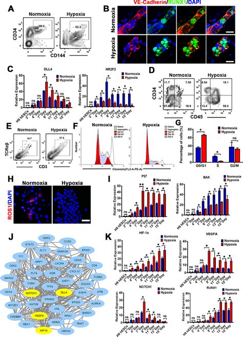 Hypoxia Enhanced The Hematopoietic Differentiation By Promoting The EHT