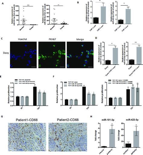 Monocyte Macrophage Cell Derived Exosomal Mir P And Mir P