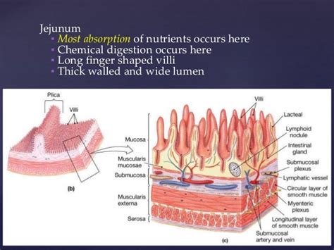 Gross Anatomy Of The Jejunum Including Blood And Nerve Supply Veno