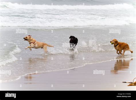 Three dogs running on the beach in Carmel by the Sea, California, USA ...