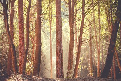 Free Images Tree Nature Wilderness Branch Trail Sunlight Leaf