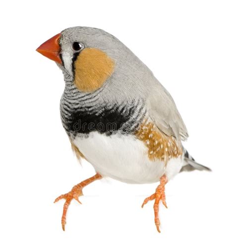 Zebra Finch Taeniopygia Guttata Perched Stock Image Image 15288031