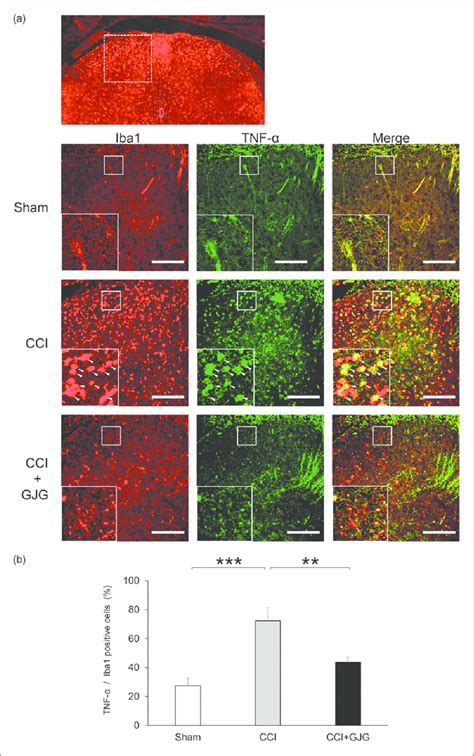 Gjg Inhibited The Expression Of Tnf A In Iba Positive Microglia In The