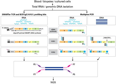 4 Factors To Consider For Immune Repertoire Profiling