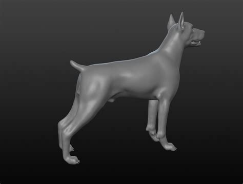 Doberman Base Mesh Model Turbosquid 1411575