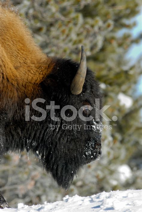 Buffalo In Winter Coat At Yellowstone National Park Stock Photo ...