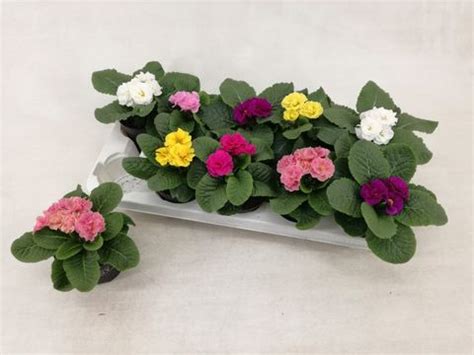 Primula QUEEN MIX Plant Wholesale FlorAccess